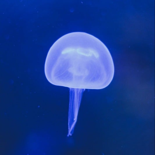 Gdynia Aquarium